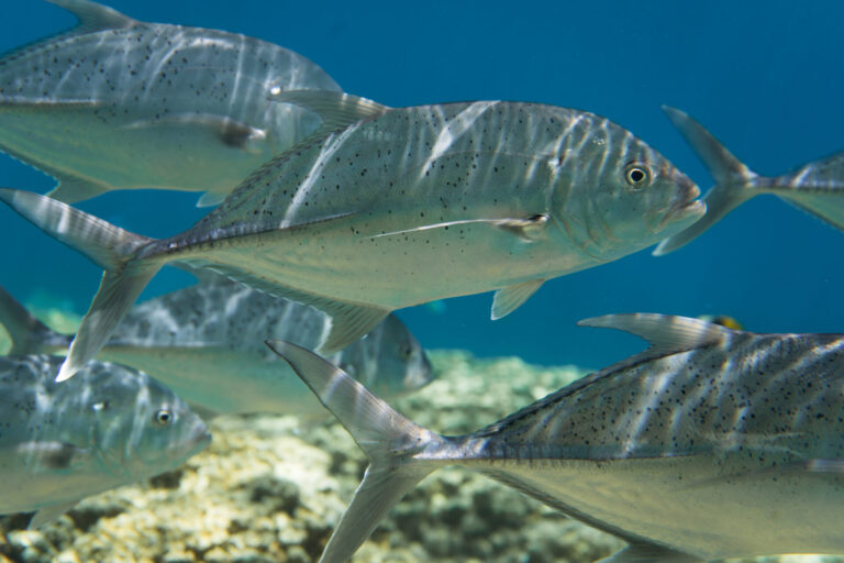 Picture of a fish called "trevally"