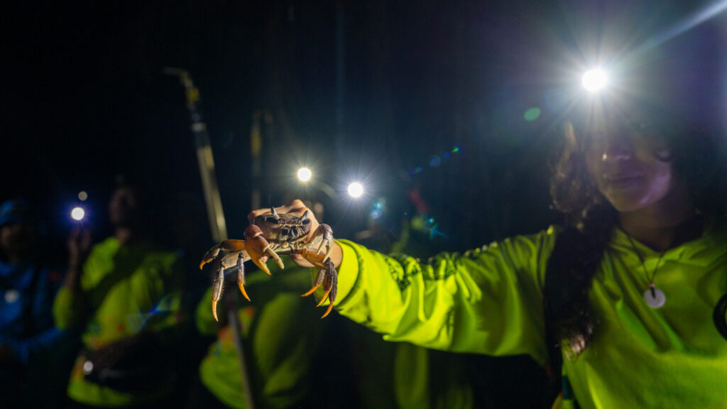 Eyana Pereda stumbles upon up a land crab while out searching for brown tree snakes.
