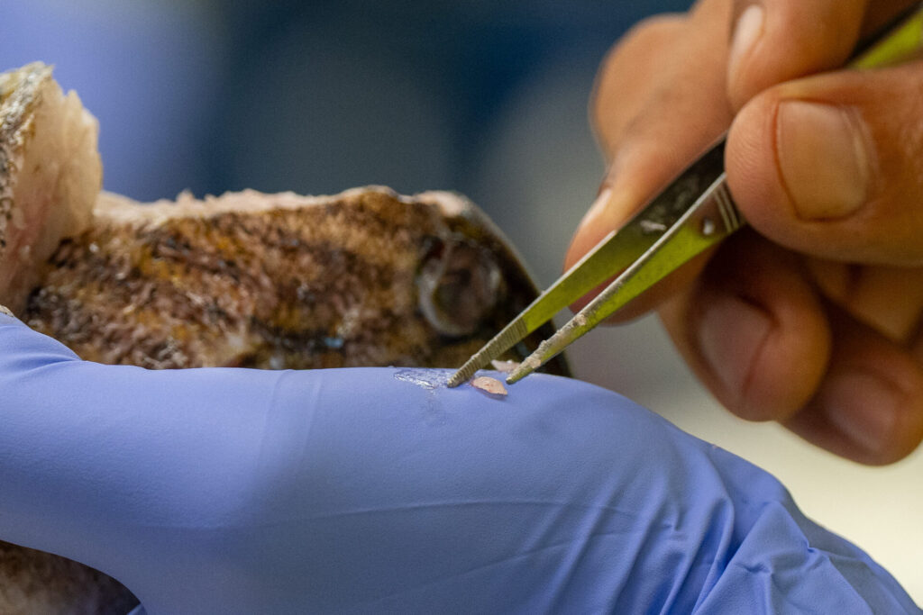 An otolith being extracted from a fish.