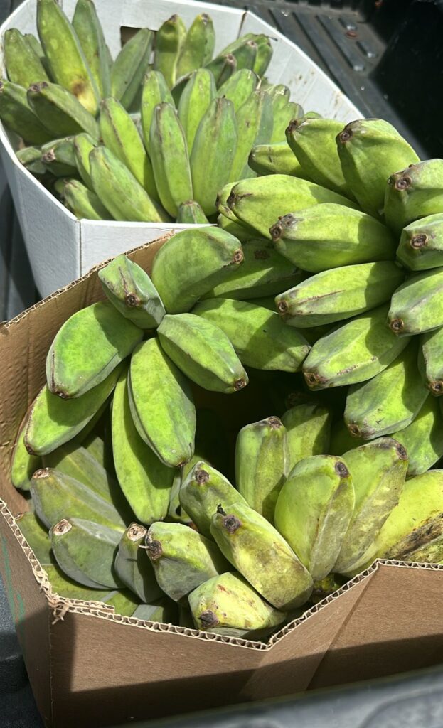 Amongst the local produce to be featured in this year’s Maila’ Ta Fan Chesa are aga’ or cooking bananas grown and harvested by farmer Ken Aguon from Talo’fo’fo.  The aga’ will be the special ingredient featured by the GCC ProStart team, which is made up of students from JFK and SSHS. 