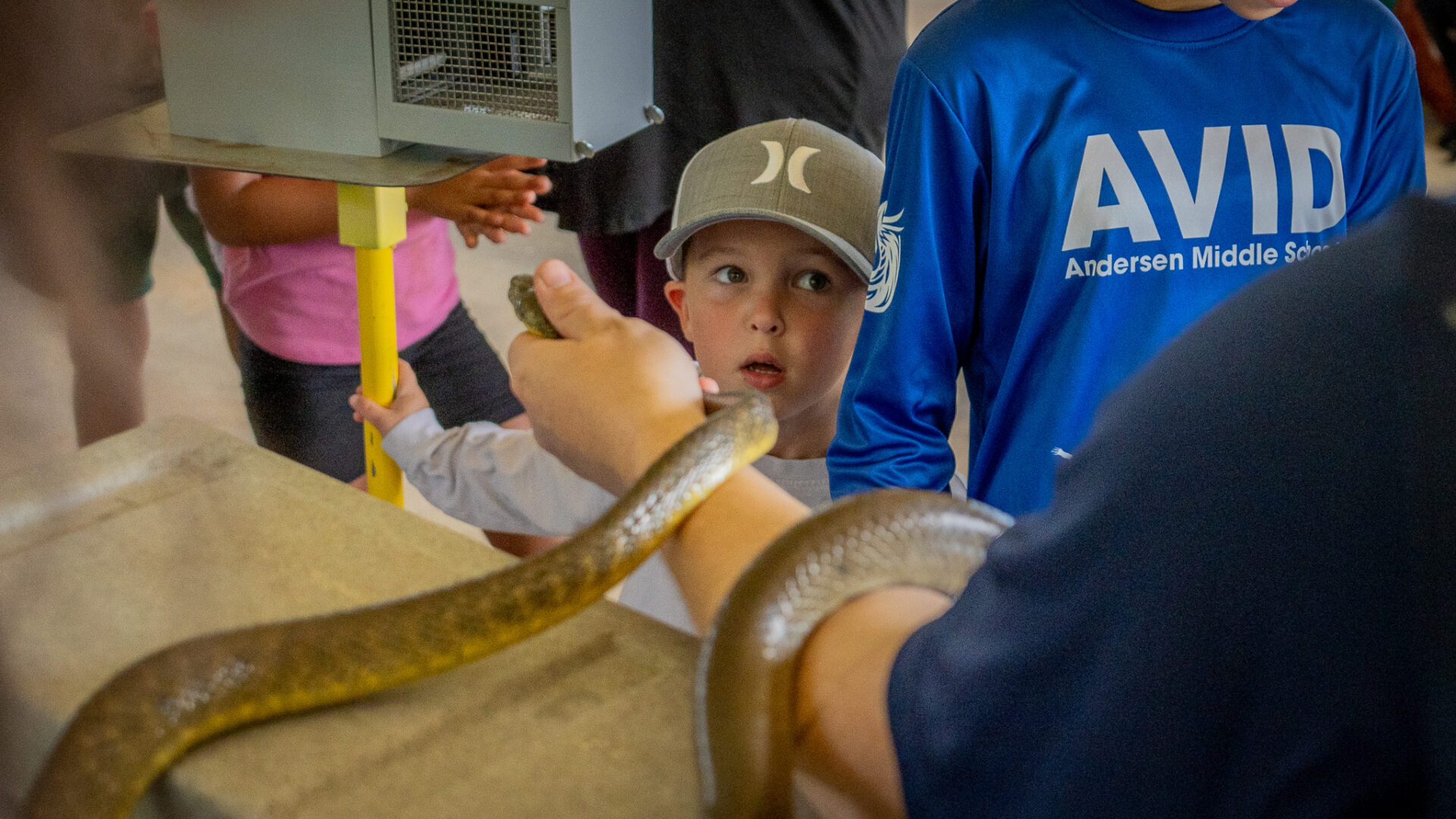 A young boy wearing a baseball cap looks wide-eyed and curious as a person holds a brown snake (brown tree snake) in the foreground at an educational outreach table.