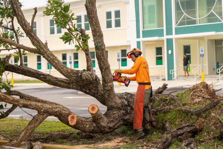 A G3CC member wearing an orange long-sleeve shirt, hard hat with ear protection, and safety chaps uses a cordless chainsaw to cut up a large, fallen tree on the campus grounds in front of a building.