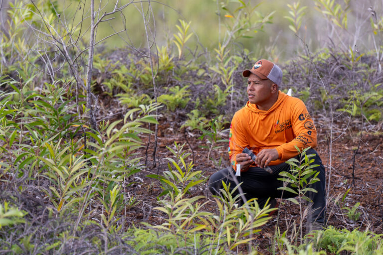 A Guam Green Growth GROW Conservation Corps member kneeling on a grassy ridge to plant seedlings,